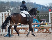 Dahila della Verdina Tosc Tour2013- S5 1781 : Arezzo, Cavalli d'Italia, Dahila della Verdina, Toscana Tour 2013, foto di Stefano Secchi ©